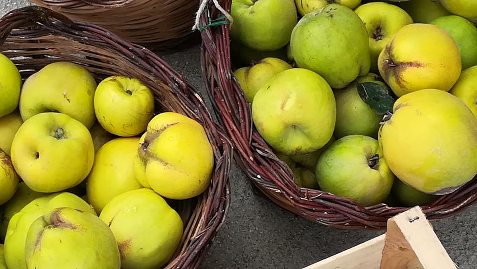 Alto Molise Raccolta Delle Mele Cotogne E Tempo Di Cotognata