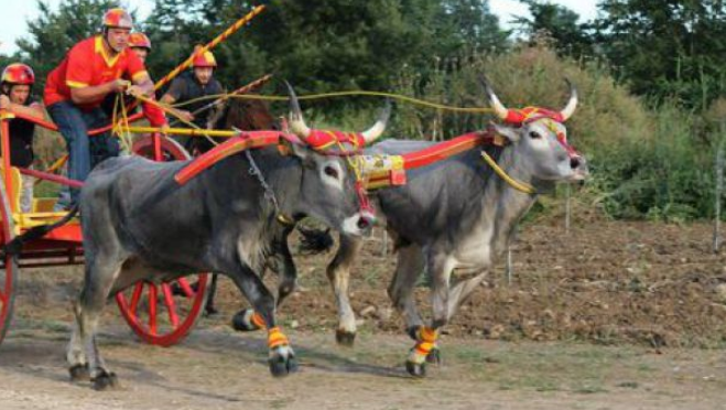 Carresi Toma Coniugare La Tutela Delle Tradizioni Con Il Benessere Degli Animali Utilizzo Di Idonea E Specifica Ferratura Atta Ad Attutire I Colpi Degli Zoccoli Ed Evitare Il Rischio Di Scivolamento In